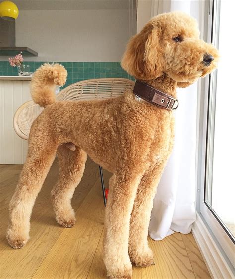 See this Instagram photo by @cotton.crush • 674 likes Chien Goldendoodle, Goldendoodle Haircuts ...