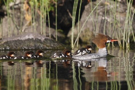 Common Merganser with ducklings #2 Photograph by Mark Wallner - Pixels