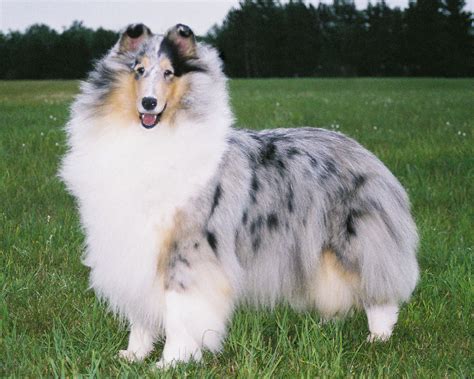 The dog in world: Collie dogs