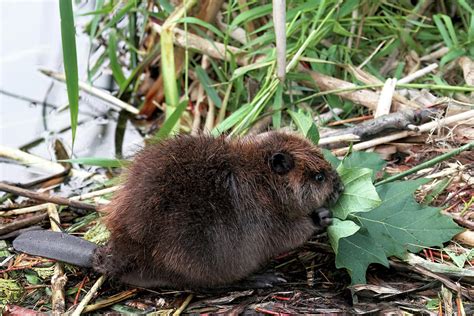 Baby Beaver Eating a Maple Leaf Photograph by Peggy Collins - Fine Art America