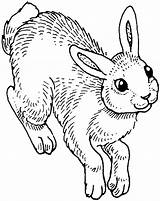 Bunny Printable Coloring Pages sketch template