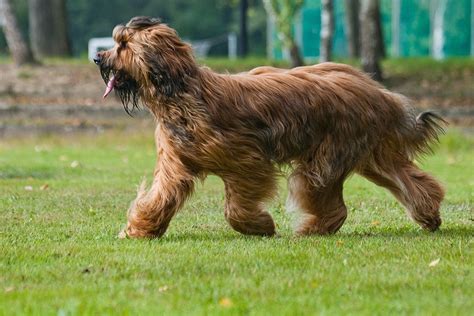 Briard Dog Info, Temperament, Care, Training, Puppies, Pictures