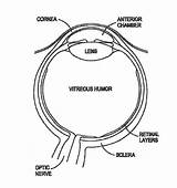 Anatomy Of The Eye Coloring Pages sketch template