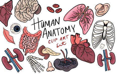 Human Anatomy Clip Art, Hand Drawn Clip Art, Commercial Use Clip Art ...