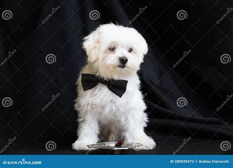 Maltese dog stock photo. Image of pets, puppy, like - 289839472