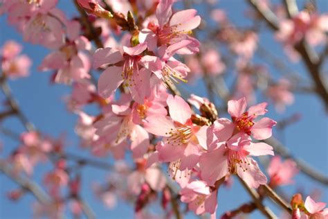 Trees that Bloom Pink in Spring | Fairview Garden Center