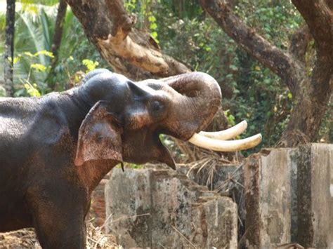 Elephant Camp Sanctuary (Guruvayur) - 2018 What to Know Before You Go (with Photos) - TripAdvisor