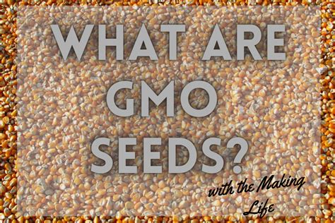 What Are GMO Seeds? - the Making Life