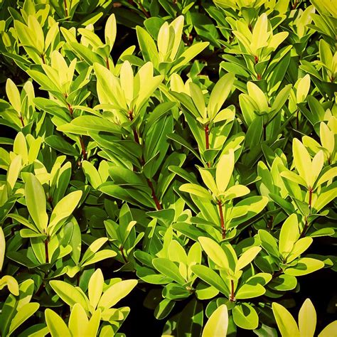 Florida Sunshine Anise Shrub Illicium parviflorum 'Florida Sunshine ...