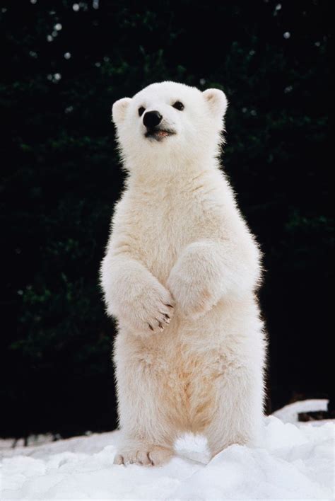 Cute baby polar bear | cuties!! | Pinterest | Polar bear, Bears and ...