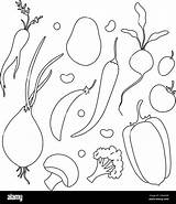 Set Of Vector Outline Vegetables For coloring Menu Design Vegetarians  sketch template
