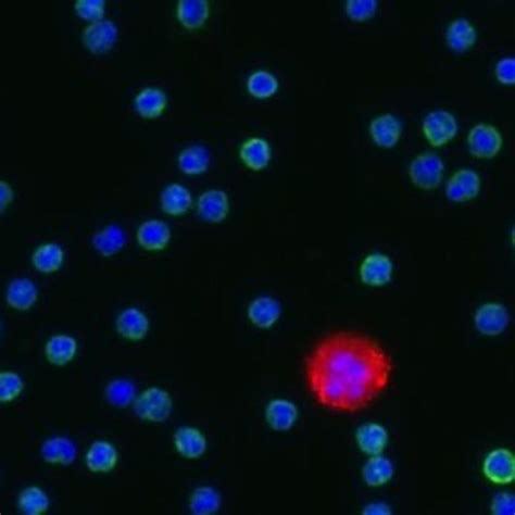 Single Cell Isolation | Sartorius