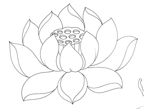 Lotus Flower Drawing Sketch at GetDrawings | Free download