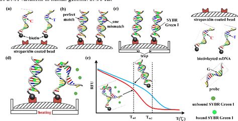 Figure 1 from Single nucleotide polymorphism (SNP) genotyping methods ...