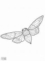 Cicada Coloring Pages  ColoringBay sketch template