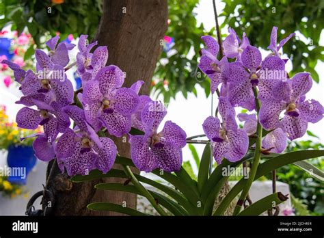 Orquideas de color hi-res stock photography and images - Alamy