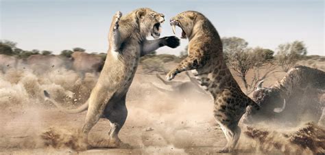 American Cave Lion (Panthera Atrox) and The Saber-toothed Tiger ...