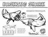 Basking Shark Pages Printable Coloring sketch template