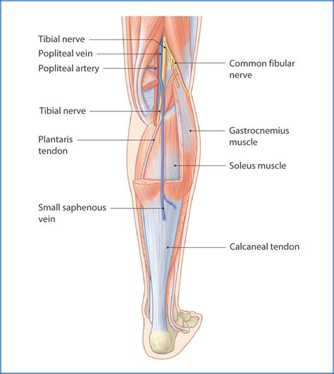 Posterior Leg | Basicmedical Key