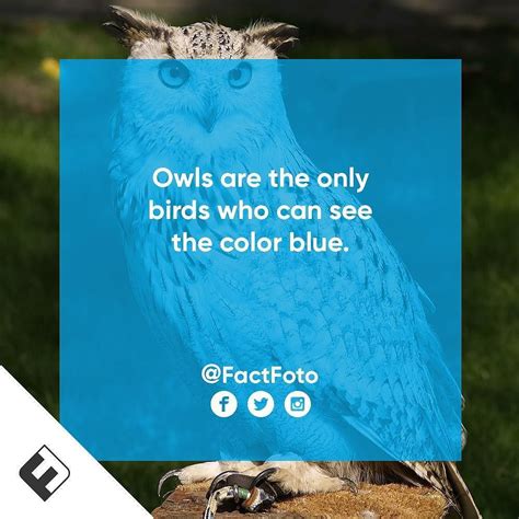 Interesting Facts About Owls Eyes - Animals