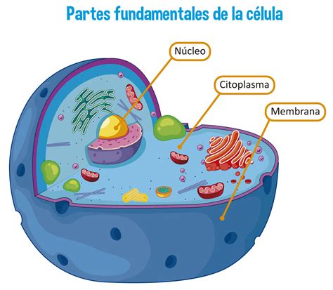 tiburón muelle girasol funciones de las partes de las celulas Peaje cama Telemacos