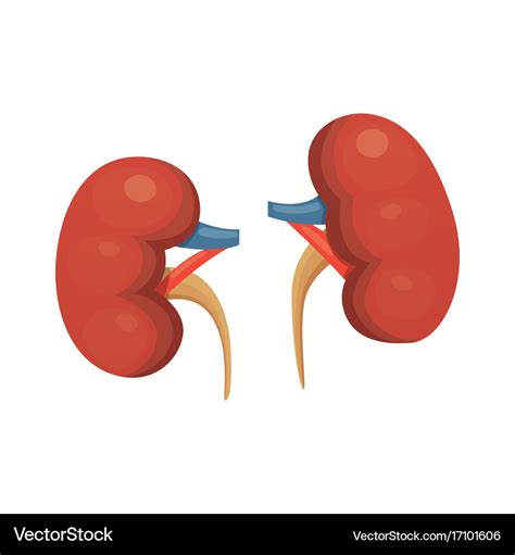 Kidneys cartoon isolated Royalty Free Vector Image