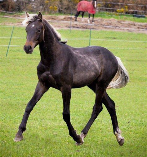 Image result for dutch warmblood foal grey | Warmblood horses, Horses, Dutch warmblood