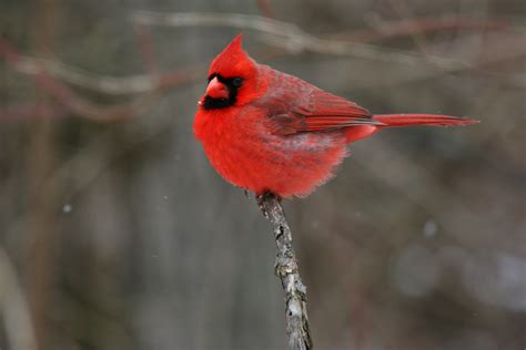 File:Northern Cardinal 01.jpg