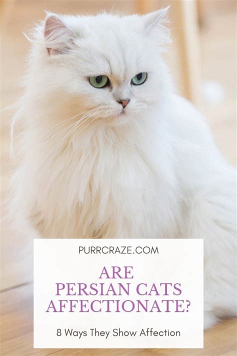 Are Persian Cats Affectionate? 8 Ways They Show Affection - Purr Craze