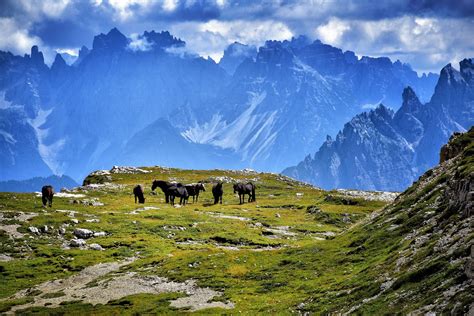 The three peaks of lavaredo,horses,mountain,dolomites,italy - free image from needpix.com