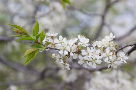 Flowering Pear Tree. White Flowers Stock Image - Image of floral ...