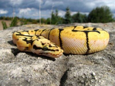 Bumblebee Ball Python Genetics (with Breeding Information Guide)