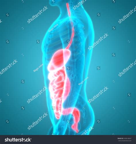 Human Digestive System Anatomy. 3d Stock Photo 545618047 : Shutterstock
