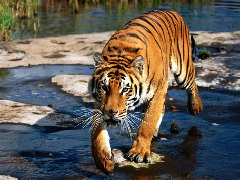 Tiger | The Biggest Animals Kingdom