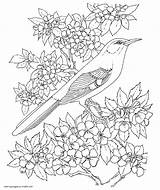 Bird Colouring Pages For Adults  COLORING PAGES PRINTABLECOM sketch template