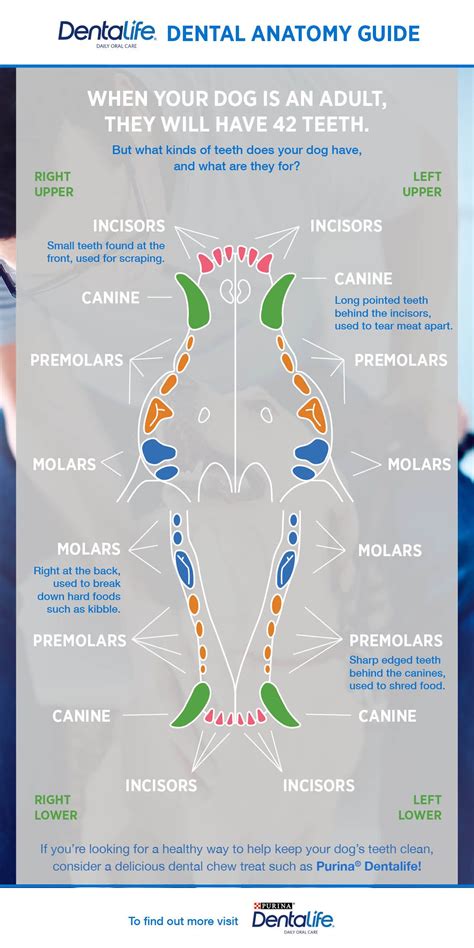 Dog Teeth Age Chart