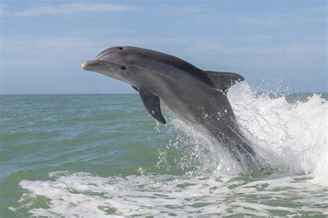 Common Bottlenose Dolphin Facts: Habitat, Diet, Conservation & More