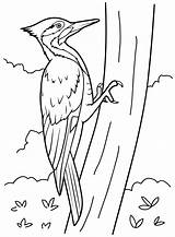 Coloring Page Woodpeckers  Free Printable Pages sketch template