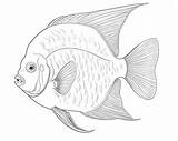 Printable Angelfish Coloring Sheets For Kids sketch template