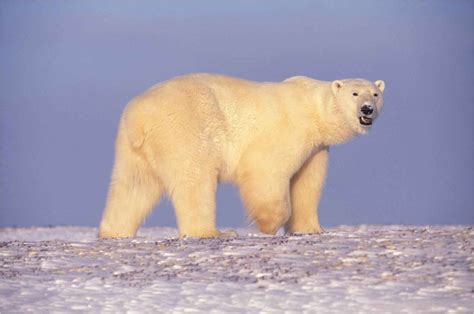 Free picture: polar, bear, Arctic, Alaska