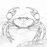 Crab Trap Coloring Pages Sketch Page sketch template
