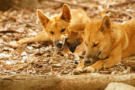 Australian Dingoes Stock Photos - Free & Royalty-Free Stock Photos from Dreamstime