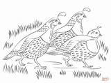 California Quails coloring Page  Free Printable Coloring Pages sketch template