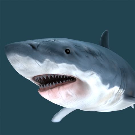 Great White Shark 3D Model .max .obj .fbx - CGTrader.com