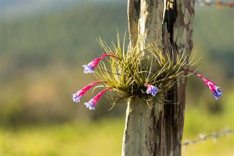 Air Plants That Flower Beautifully