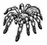 28 FreeTarantula Spider Coloring Pages  Global sketch template