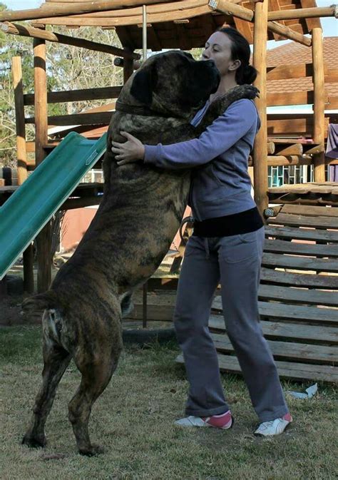 Boerboel | boerboels | Big dogs, Dogs, Mastiff dogs