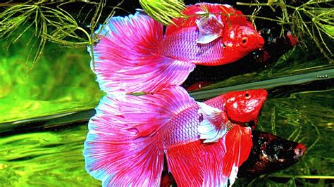 Betta Fish Care 101: A Beginner's Guide