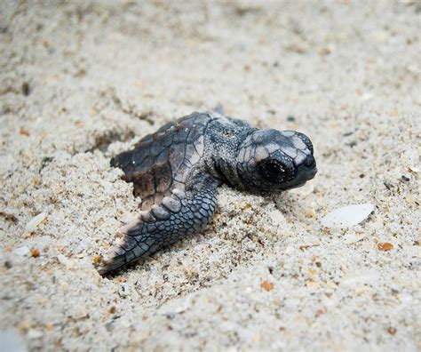 Sri Lanka Sea Turtle Conservation - The Mighty Roar