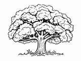 Simple Oak Tree Coloring Activity  Page sketch template